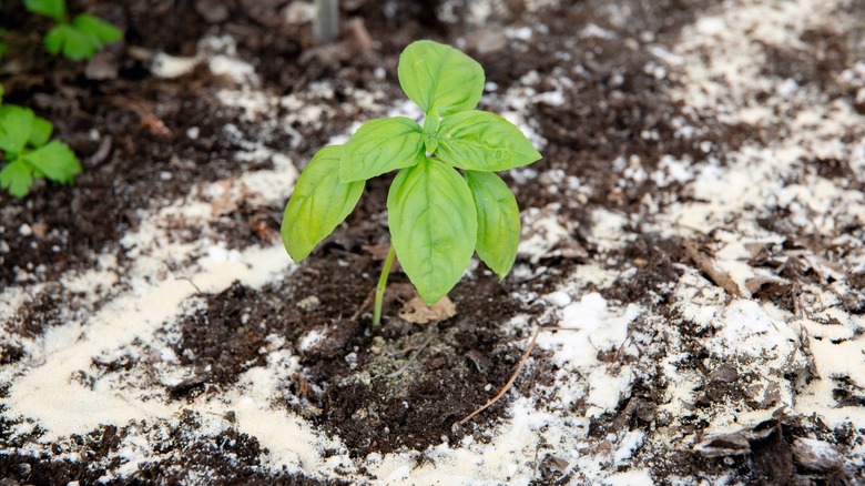 garden plant surrounded by flour