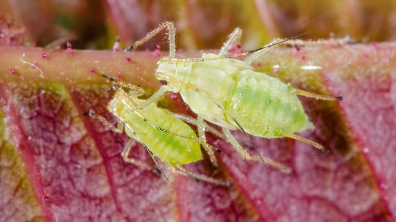 small green aphids on leaf