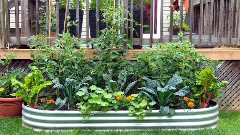 plants growing together in a large planter