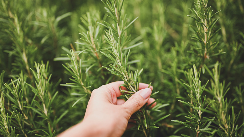 a hand picks rosemary from a garden