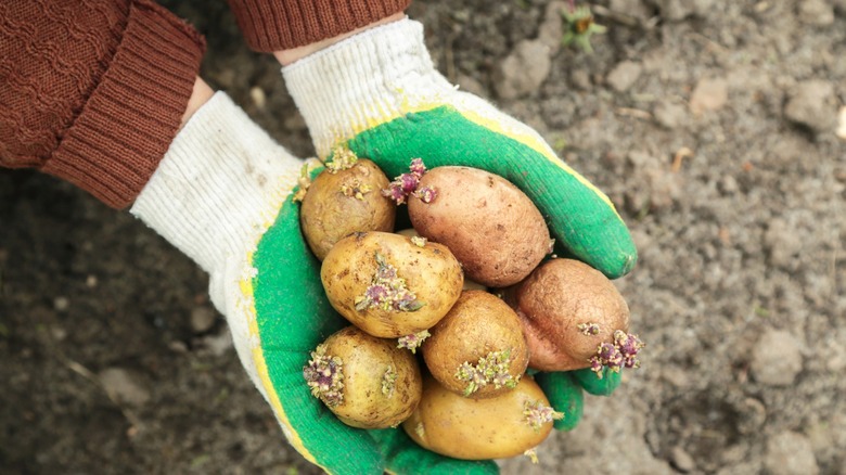 harvesting potatoes from soil with sprouted roots