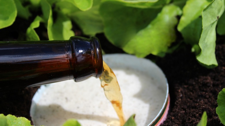 pouring beer into dish for beer trap