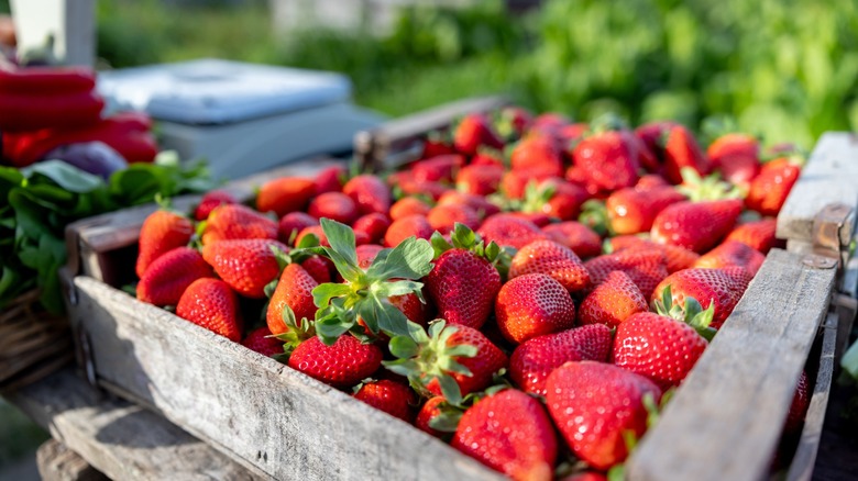 strawberries on a pallet