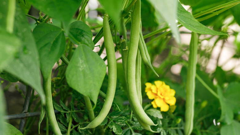 green beans growing in garden