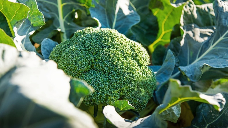broccoli growing in garden