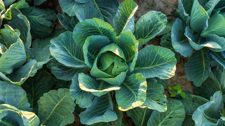 cabbage plants grow in garden