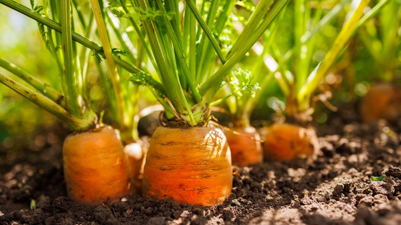 carrot tops growing in soil