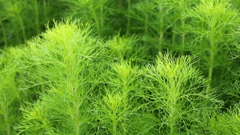 leafy tops of fennel plants