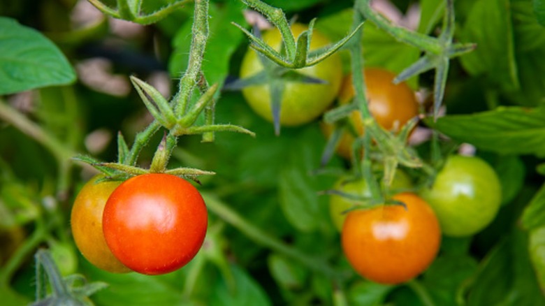 tomatoes grow on vines