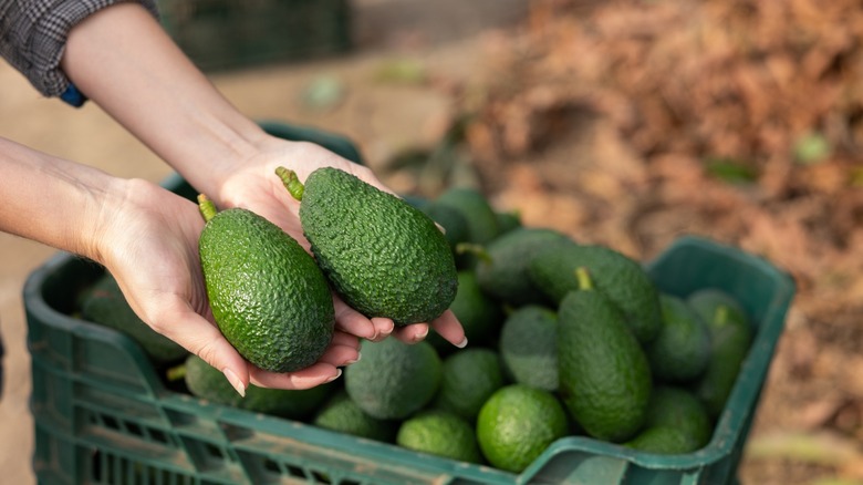 hands holding ripe avocados
