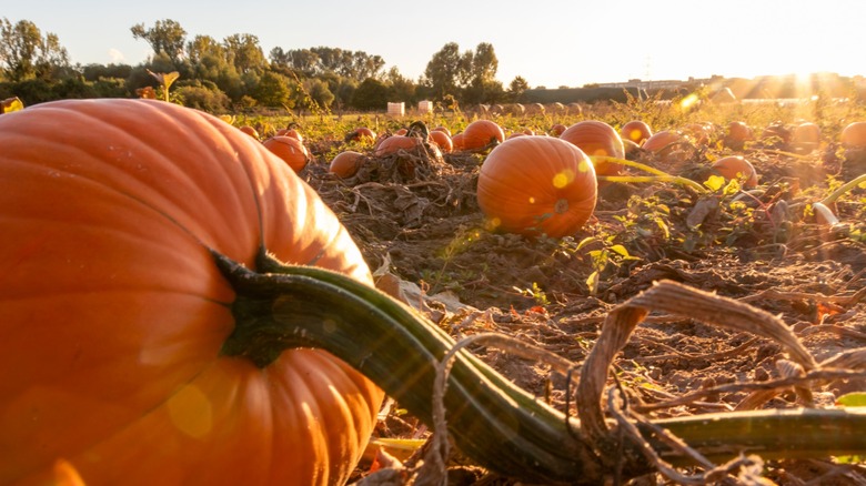 pumpkins grow in a field in the sun