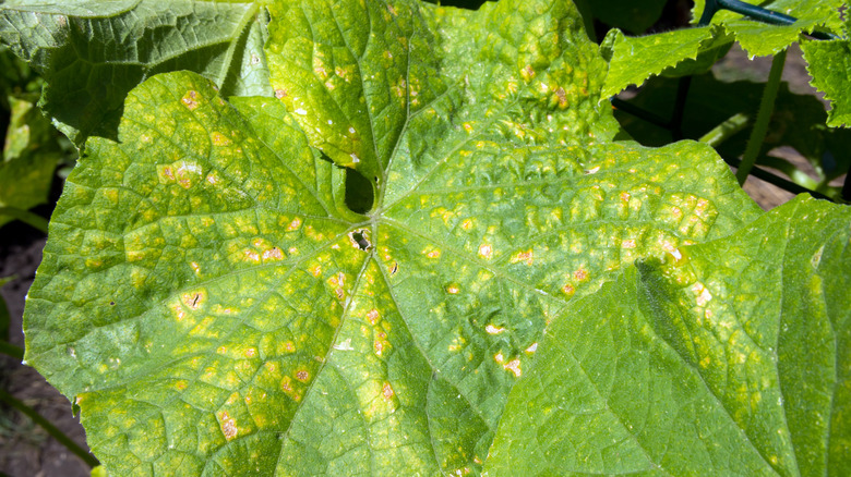 Cucumber leaves affected by the fungal disease spotting