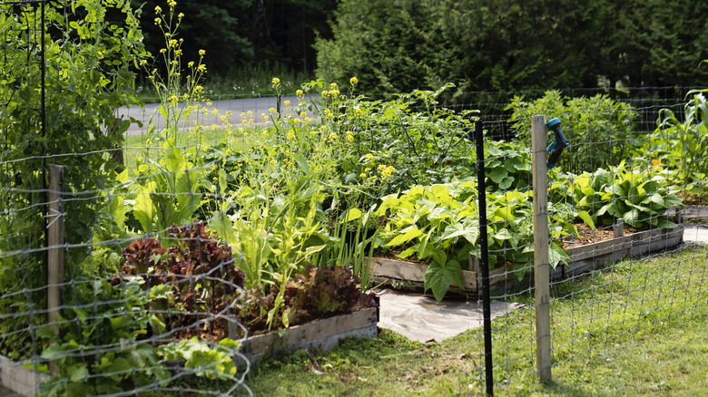 Small, mature garden plot