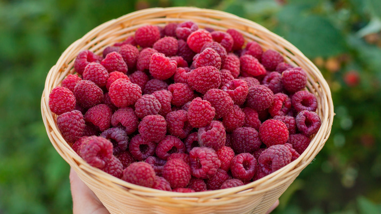 A basket of fresh raspberries