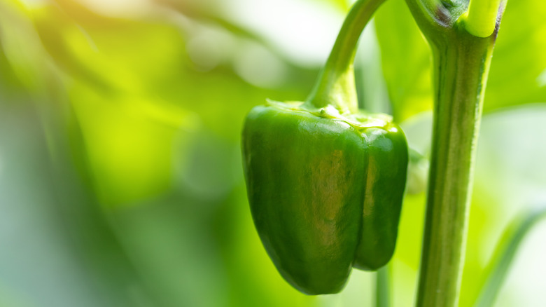 Green bell pepper on the vine