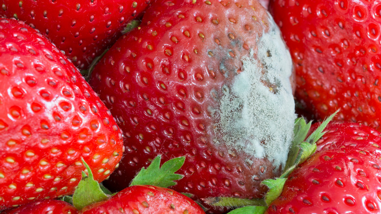 Mold on strawberries