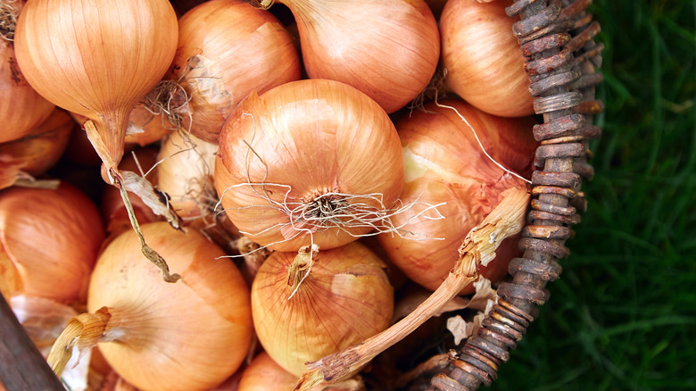 Basket of onions