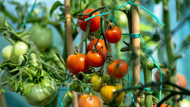 thriving tomato plants staked for growth