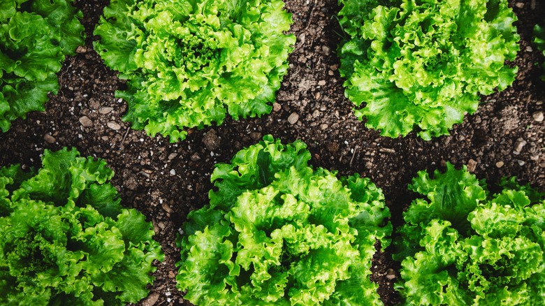 heads of fresh lettuce in a garden