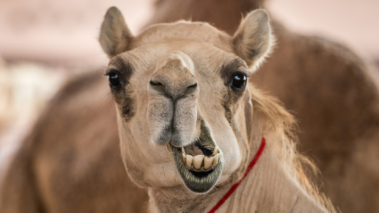 A camel chewing with its mouth open looks straight at the camera