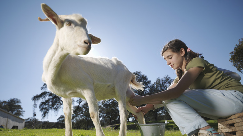 A low view of a young woman milking a white goat in a field, with blue sky overhead