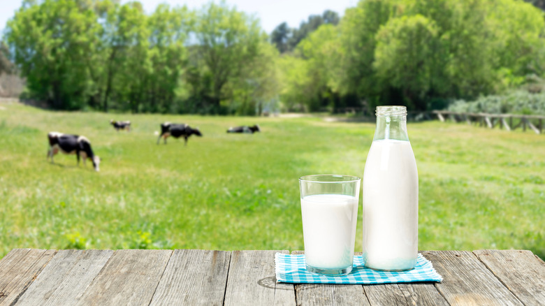 A bottle and a glass of fresh milk on an old wooden table and dairy cows cattle grazing in a green meadow in the background