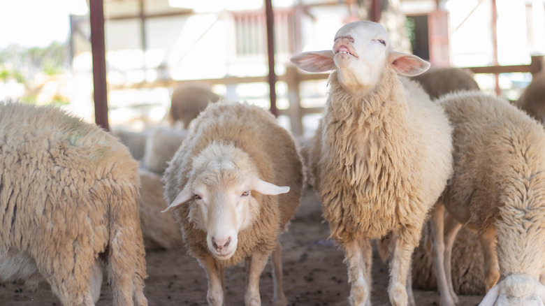 A close-up of two sheep in a paddock, one lowering its head the other showing its upper teeth
