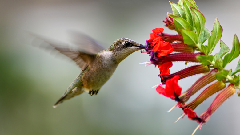 A hummingbird getting nectar from a red flower.