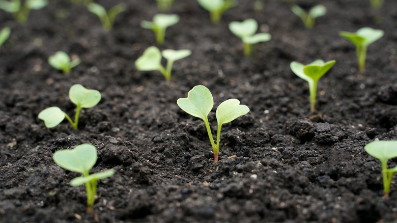 baby radish plants peek through soil