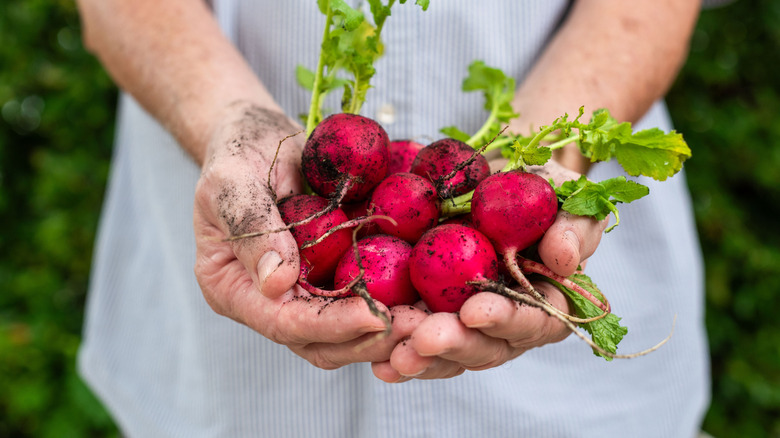 handful of garden radishes with leaves