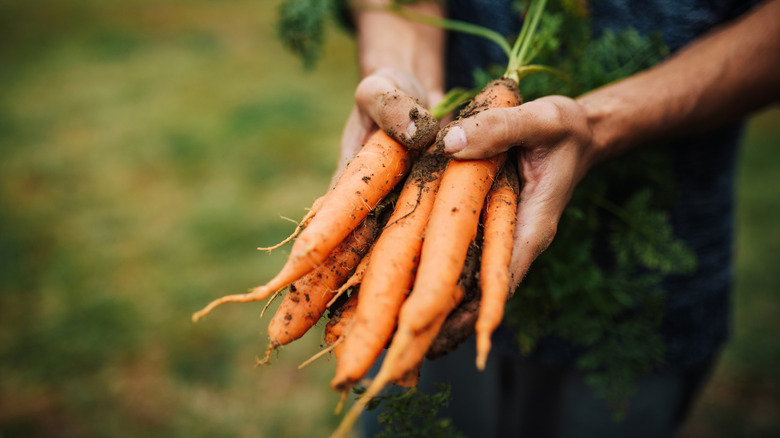Male hands holding carrots