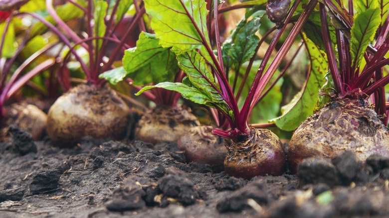 Beets in the ground