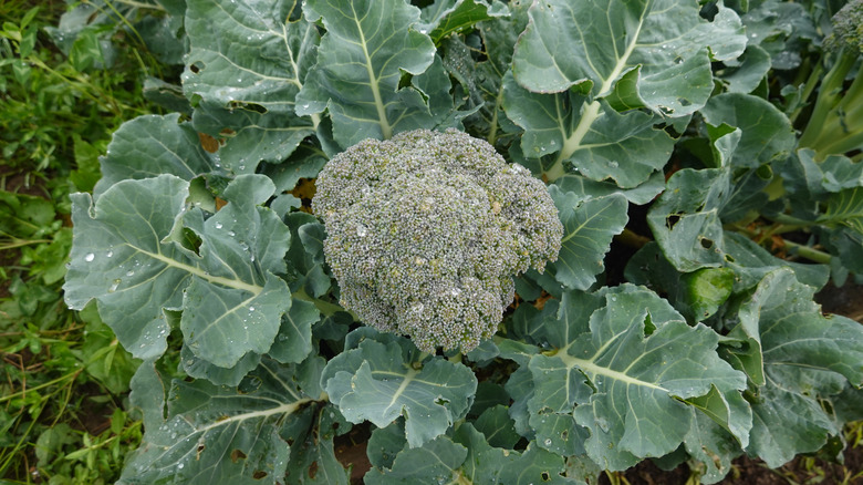 Close-up of a brocolli head