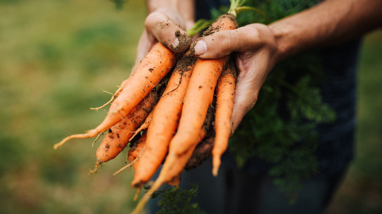 Someone holding a bunch of carrots