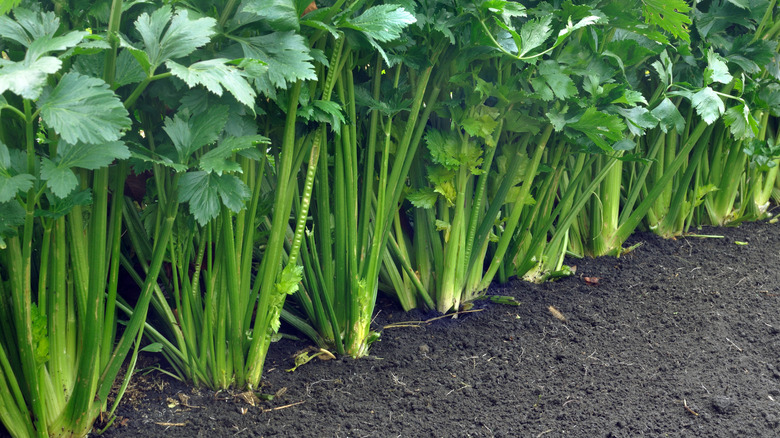 Celery growing in the ground