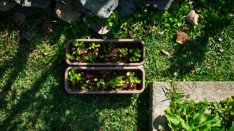 Veggie planters covered in shade