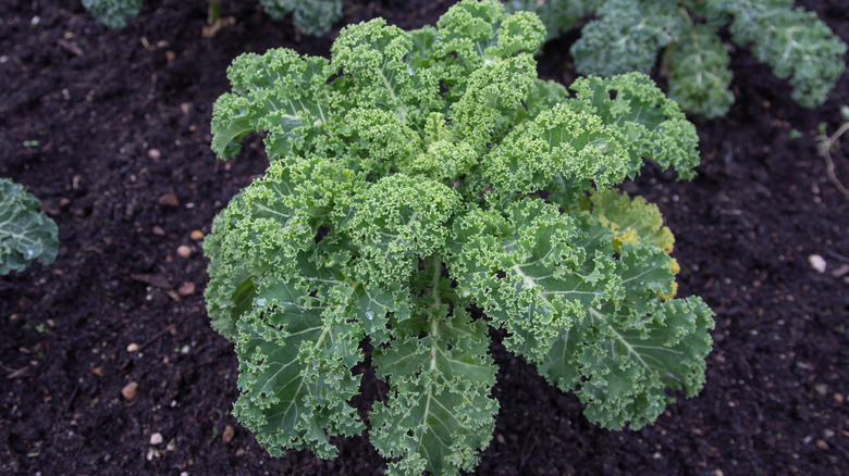 A kale plant in the ground