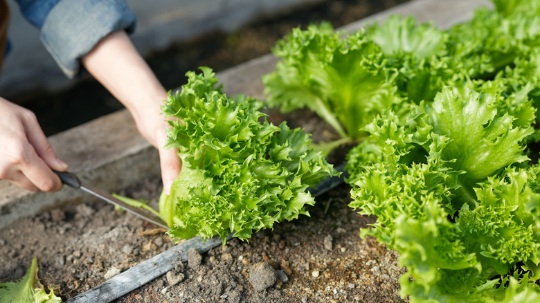 Cutting lettuce in a home garden