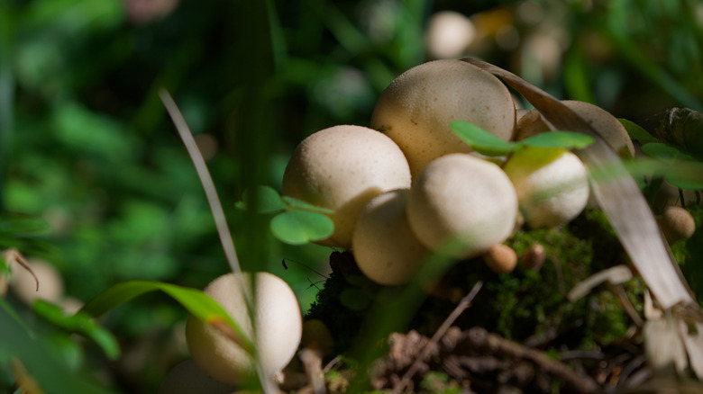 Common puffballs in the shade