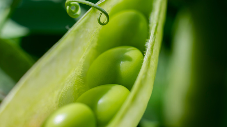 Close up of peas in a pod