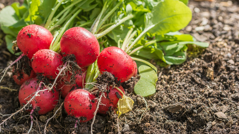 Radishes on soil
