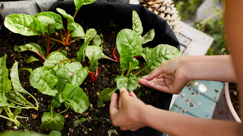 A woman handling spinach leaves