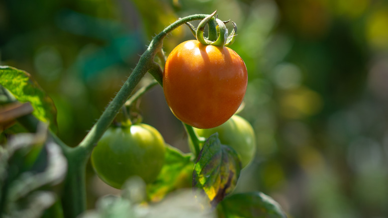 A single tomato in partial shade