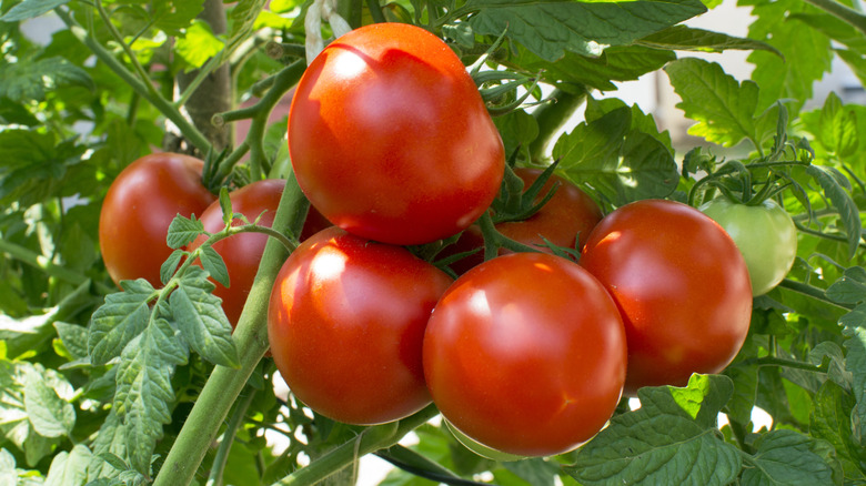 Ripe tomatoes on the vine