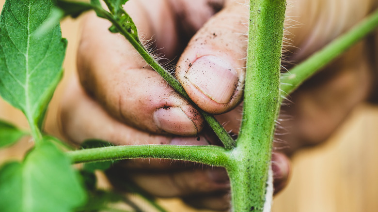 Pinching out a side shoot on a tomato plant