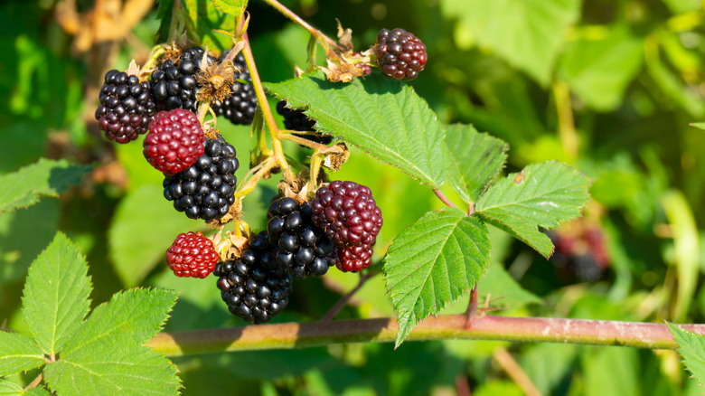 Rubus leucodermis