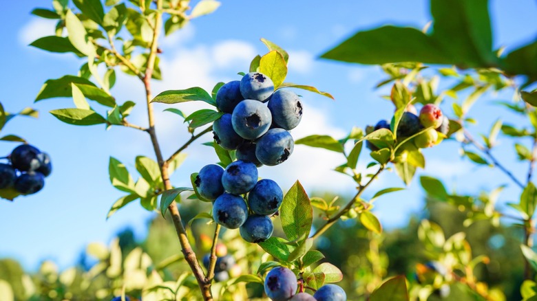 blueberries on bush in the sun