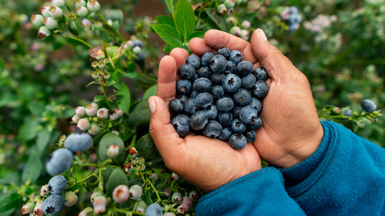 Closeup of cupped hands holding fresh blueberries against green plant.