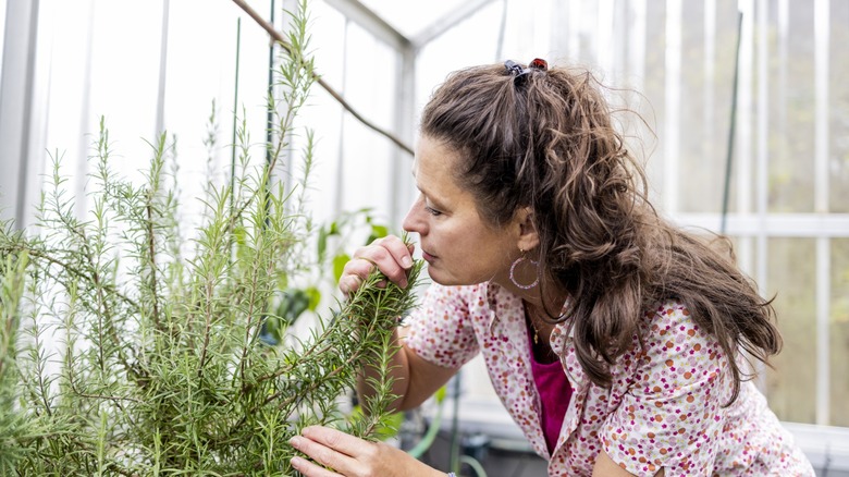 a woman sniffs a healthy rosemary plant