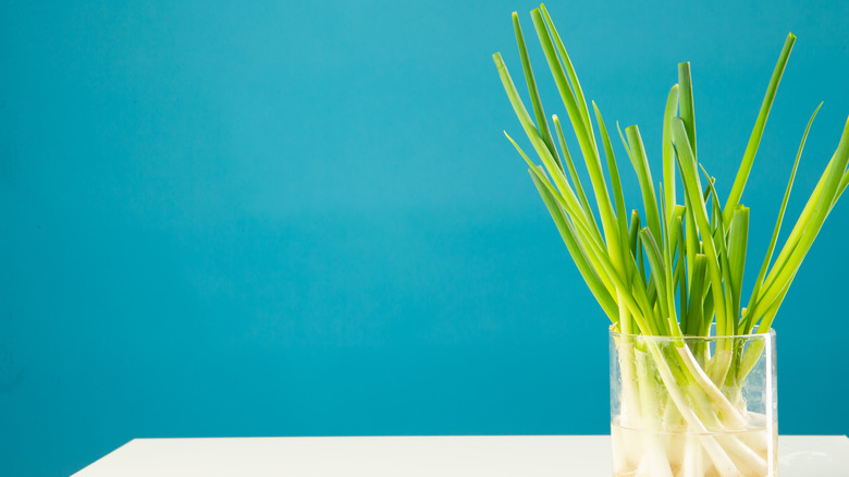 scallions or green onions regrowing in cup of water